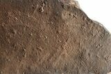 Cruziana (Fossil Trilobite Trackway) Plate - Morocco #253165-1